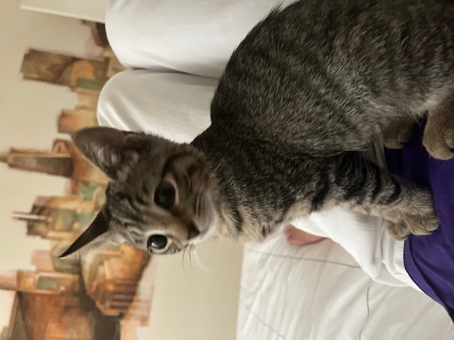 Enlarge Daisy Mae, a Adopted Tabby in San Francisco, CA image 2/5