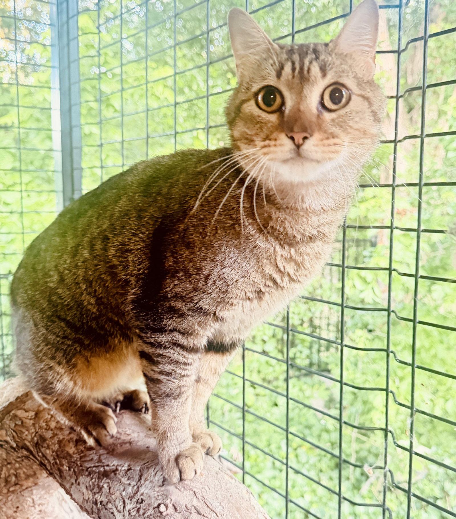 Walter, Adoptable, Adult Male Domestic Short Hair.