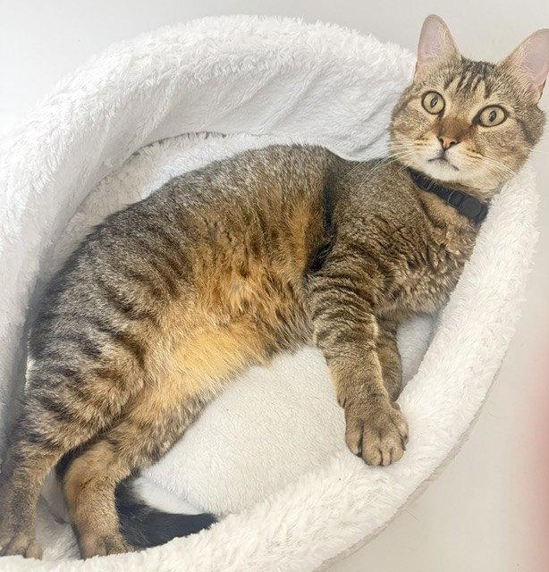 Enlarge Walter, a Adoptable Domestic Short Hair in McKinney, TX image 2/3