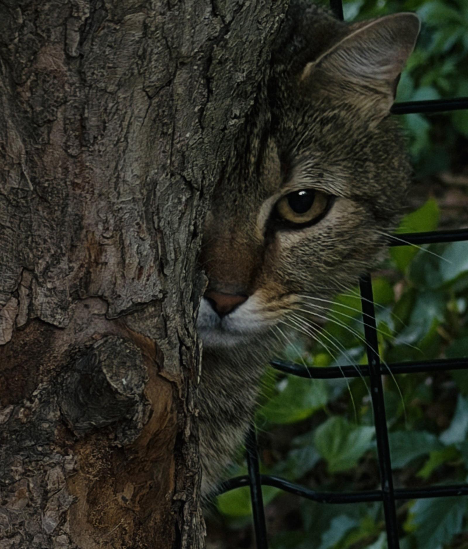 Enlarge Walter, a Adoptable Domestic Short Hair in McKinney, TX image 3/3