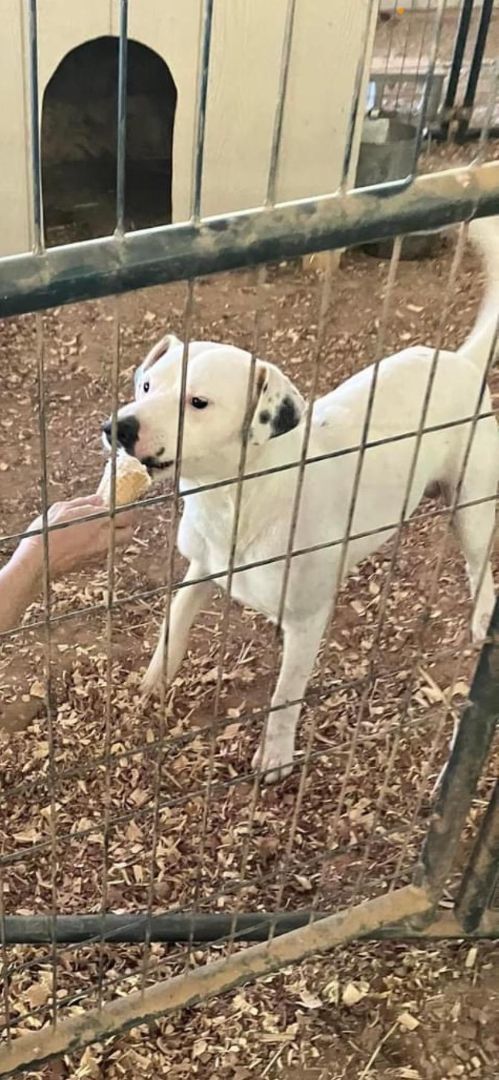 Prince, Adopted, Adult Male Dalmatian & Mixed Breed.