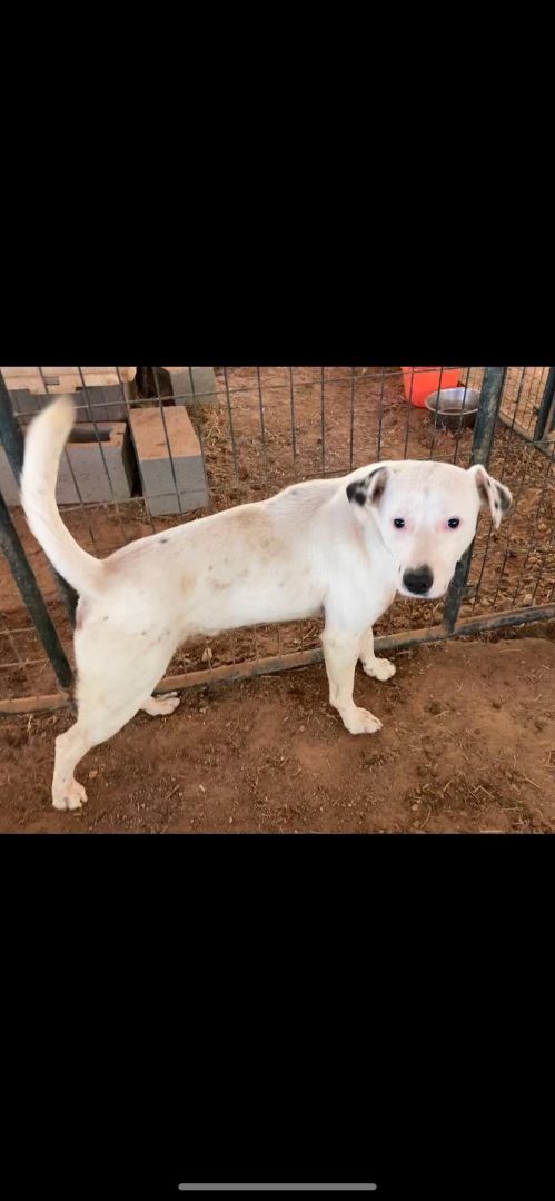 Enlarge Prince, a Adopted mixed breed in Livingston, TX image 2/2