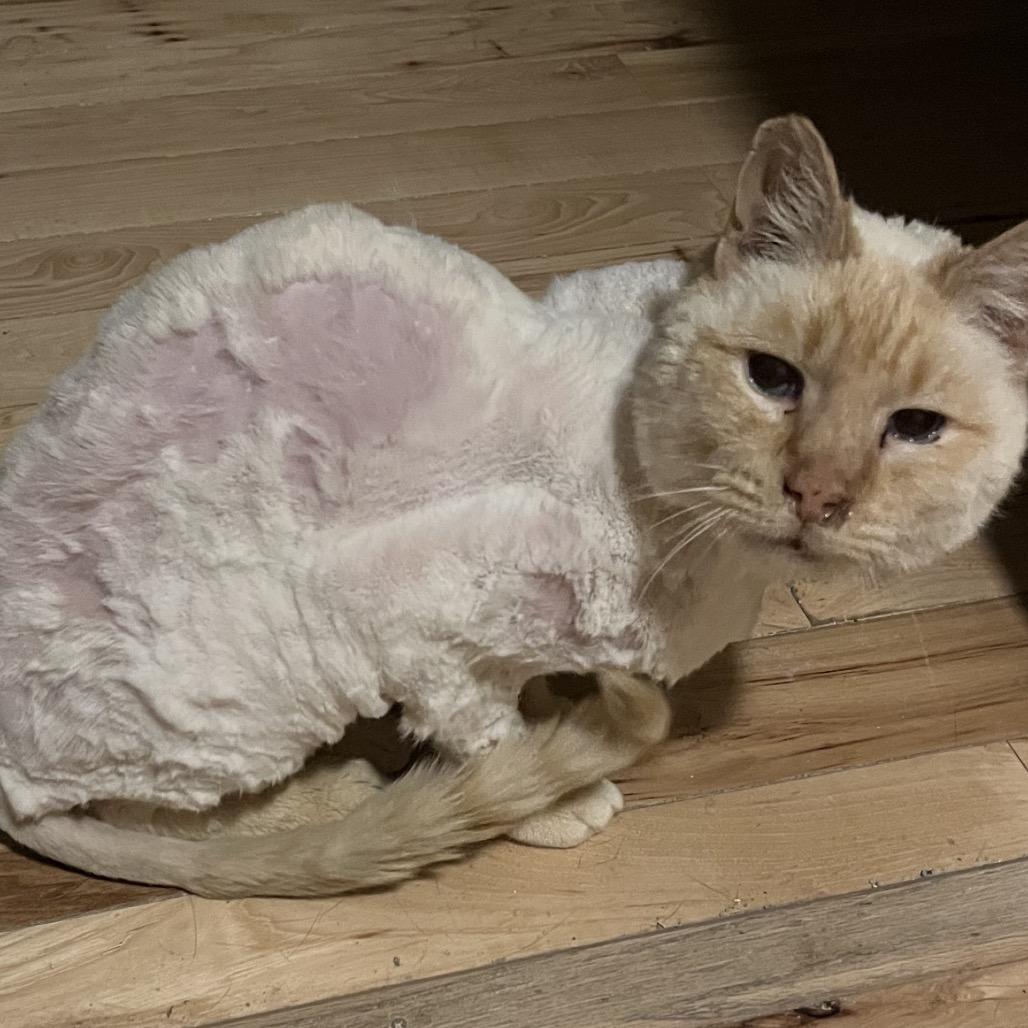 Pinkie, Adoptable, Senior Male Domestic Short Hair.