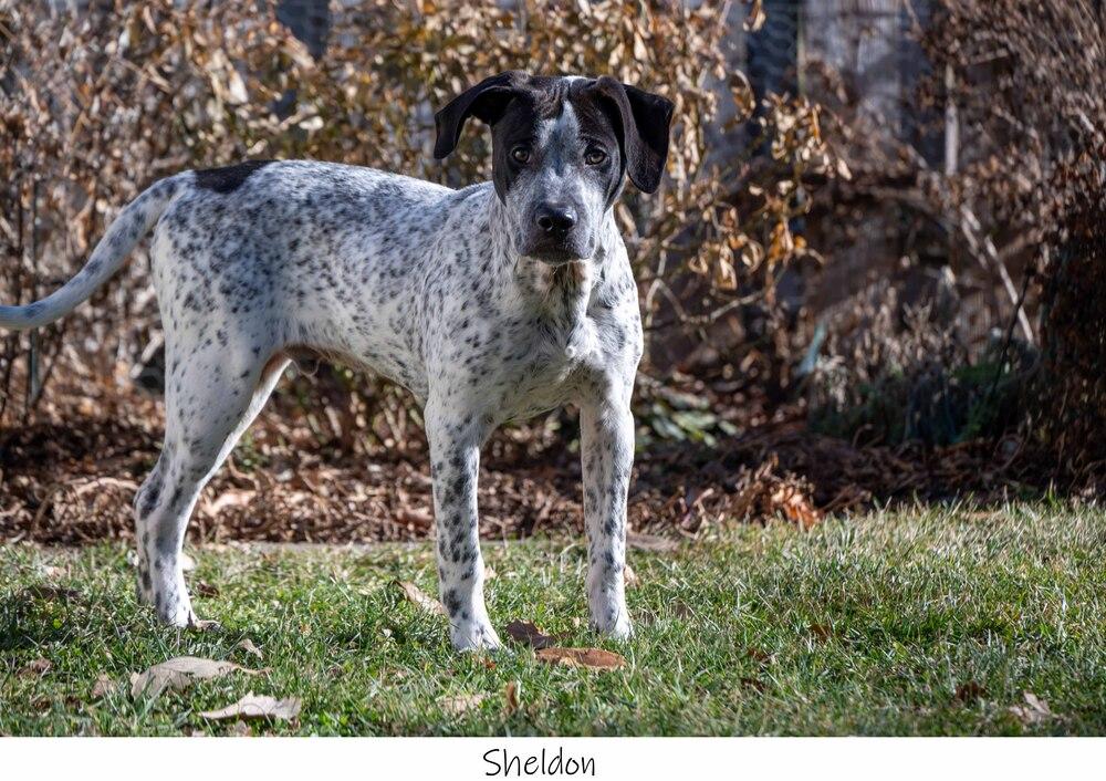 AC Sheldon, Adopted, Puppy Male Coonhound.