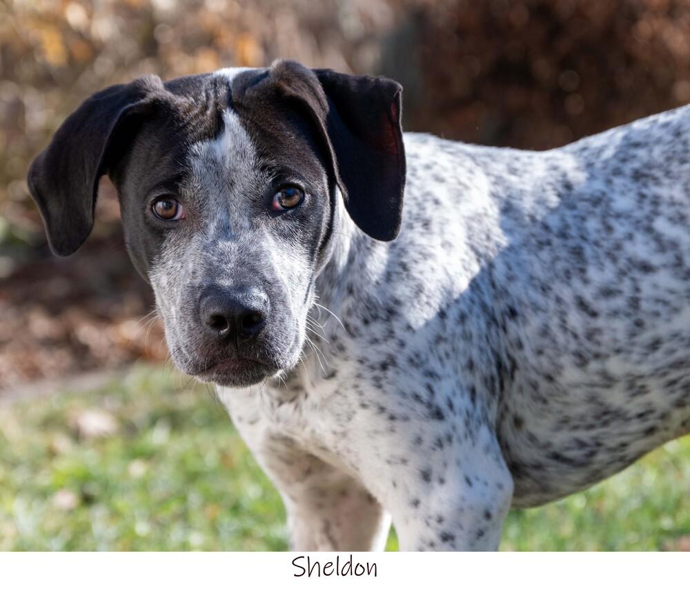 Enlarge AC Sheldon, a Adopted mixed breed in Fremont, NE image 2/4