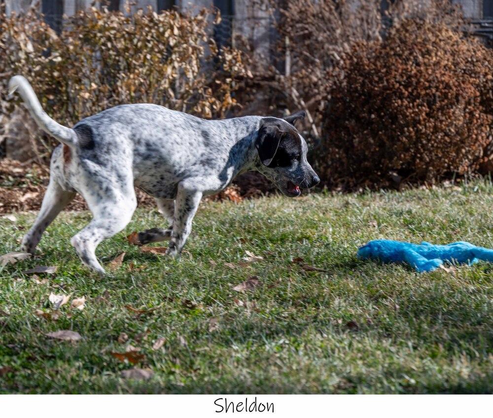 Enlarge AC Sheldon, a Adopted mixed breed in Fremont, NE image 3/4