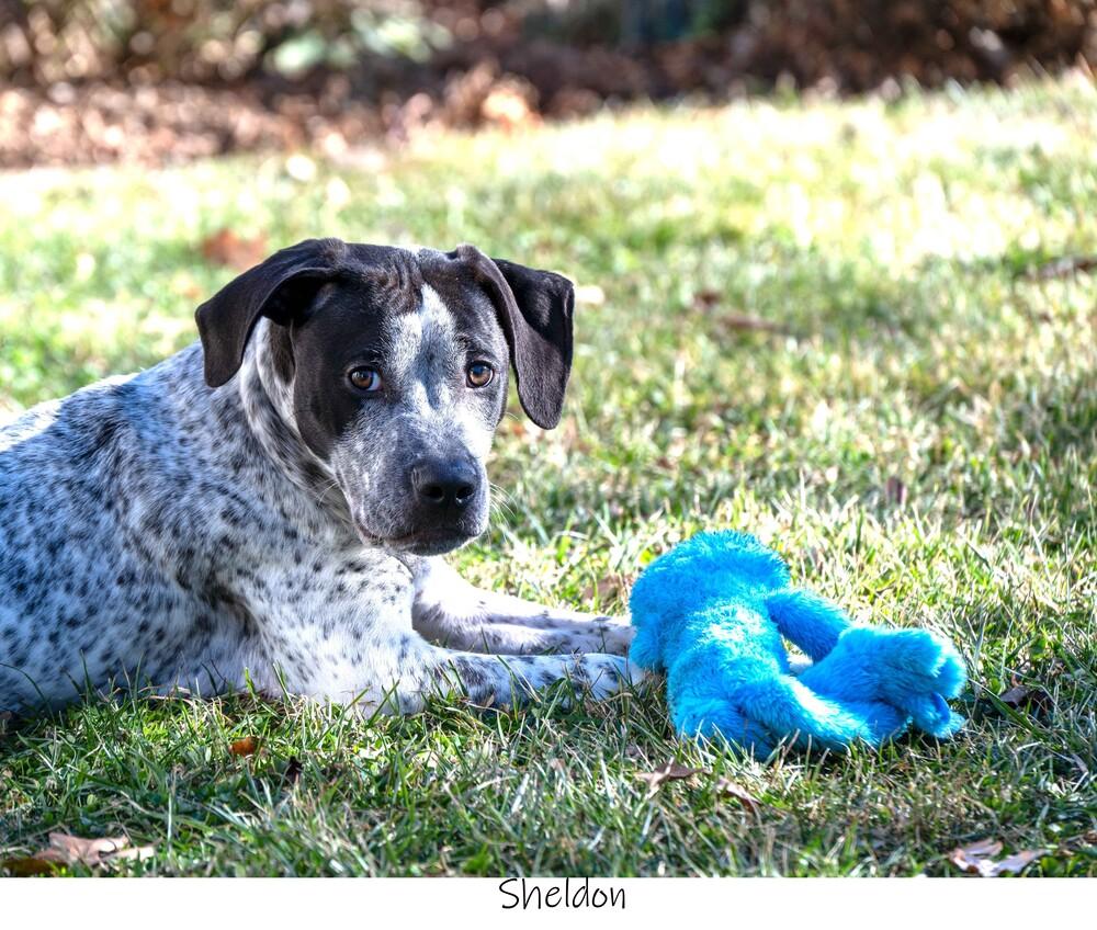 Enlarge AC Sheldon, a Adopted mixed breed in Fremont, NE image 4/4