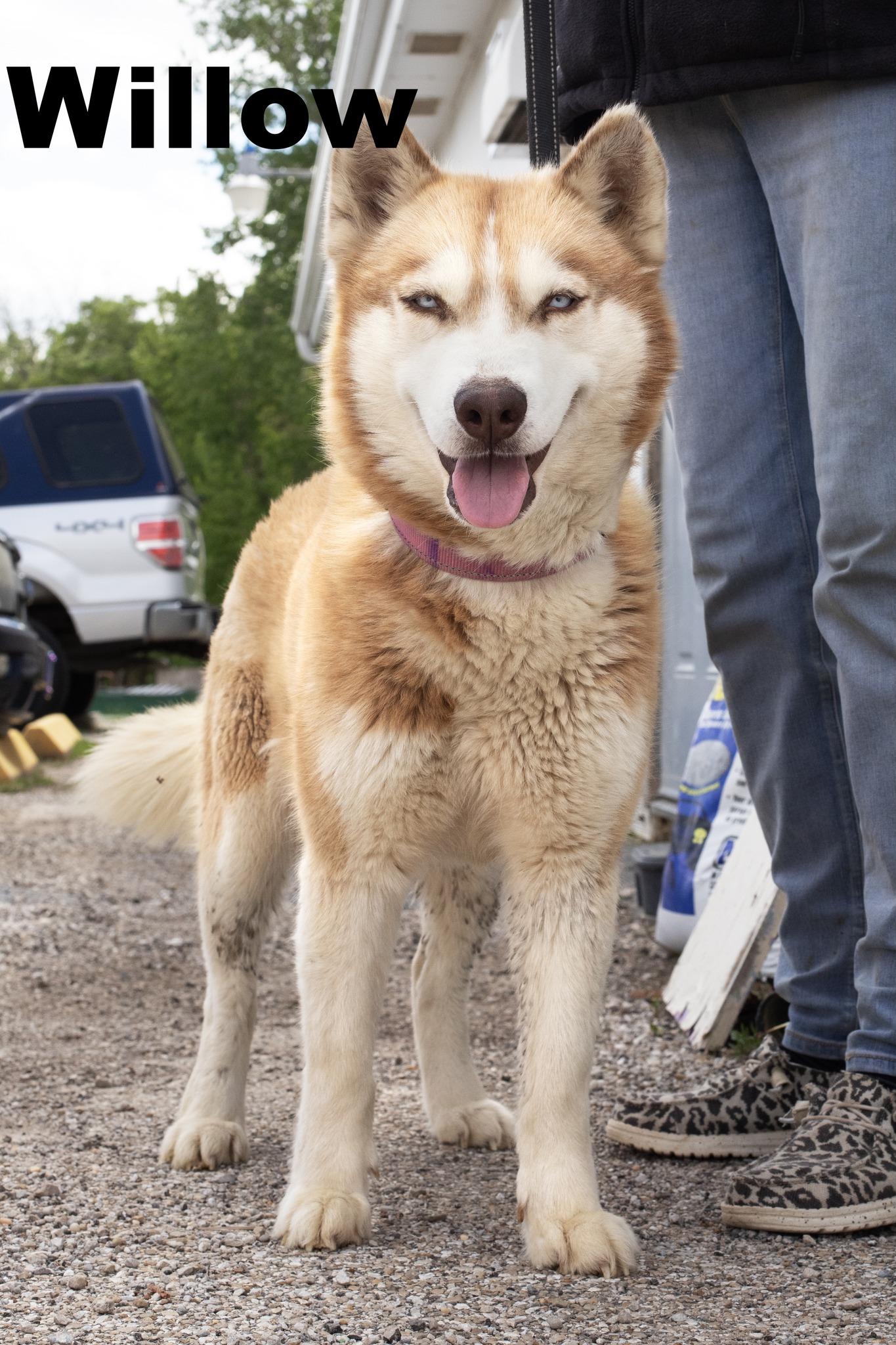 Enlarge Willow, an adopted Husky in Macomb, IL image 1/1