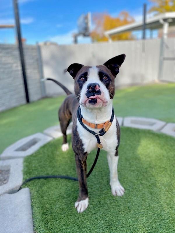 Enlarge Blaize, a Adoptable mixed breed in Salt Lake City, UT image 3/3