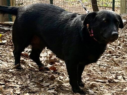 Daisy (Dwarf), ADOPTABLE, Adult Female Labrador Retriever & German Shepherd Dog.
