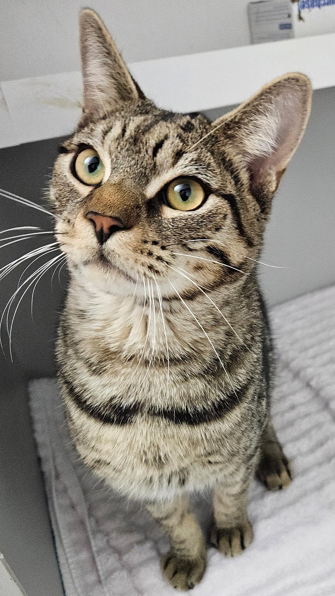 Enlarge Kelby, an adopted mixed breed in Rocky Hill, CT image 4/4