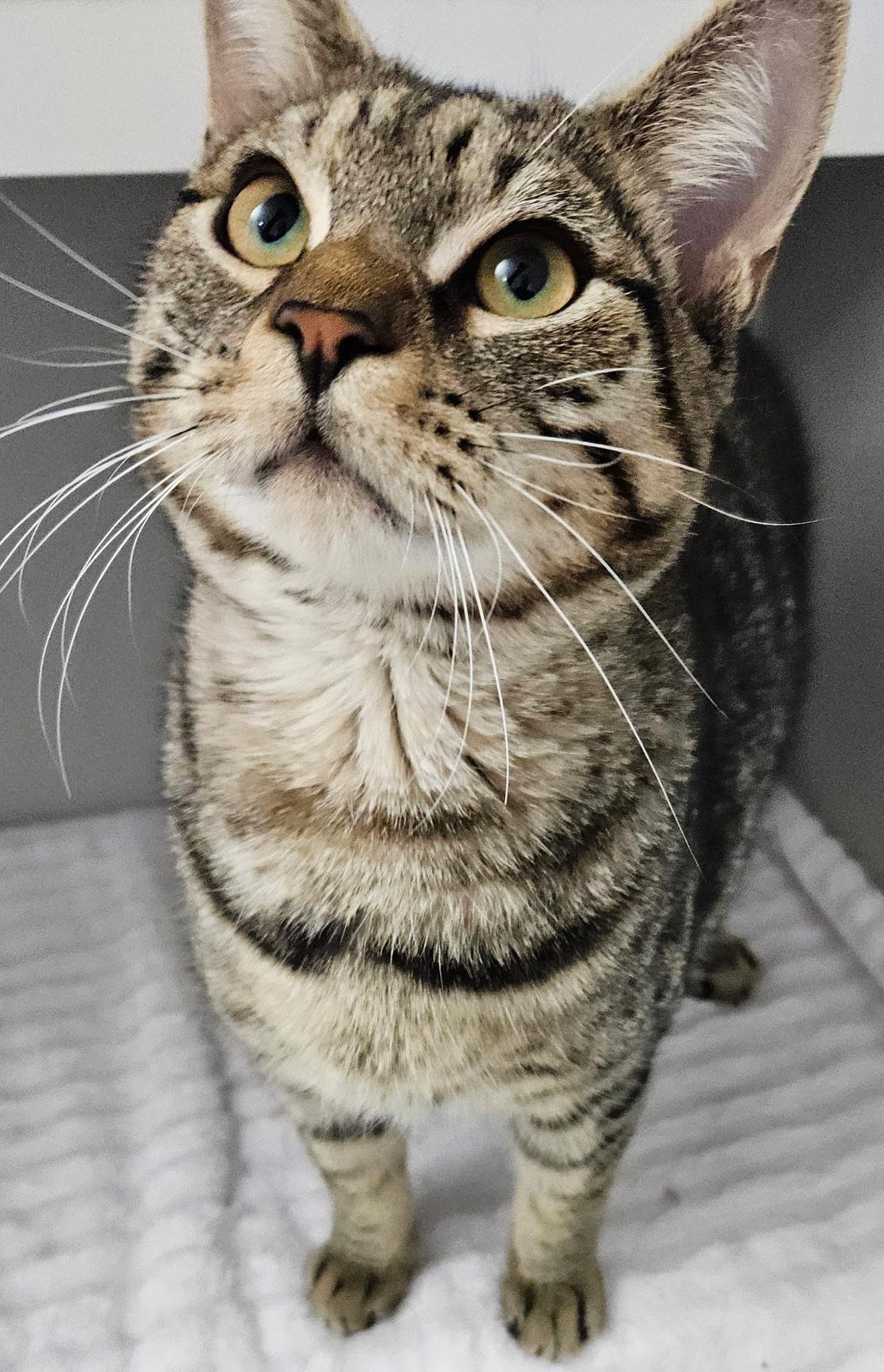Kelby, adopted, Young Male Domestic Short Hair.