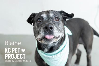 Blaine, Adoptable, Senior Male Mixed Breed & Mixed Breed.