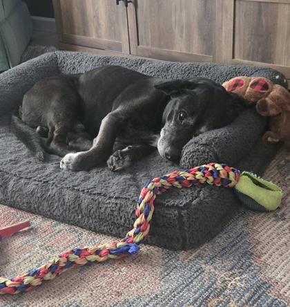 Blaine, a Adoptable mixed breed in Kansas City, MO image 2/3