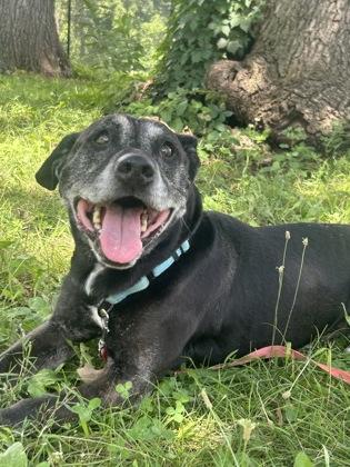 Blaine, Adoptable, Senior Male Mixed Breed & Mixed Breed.