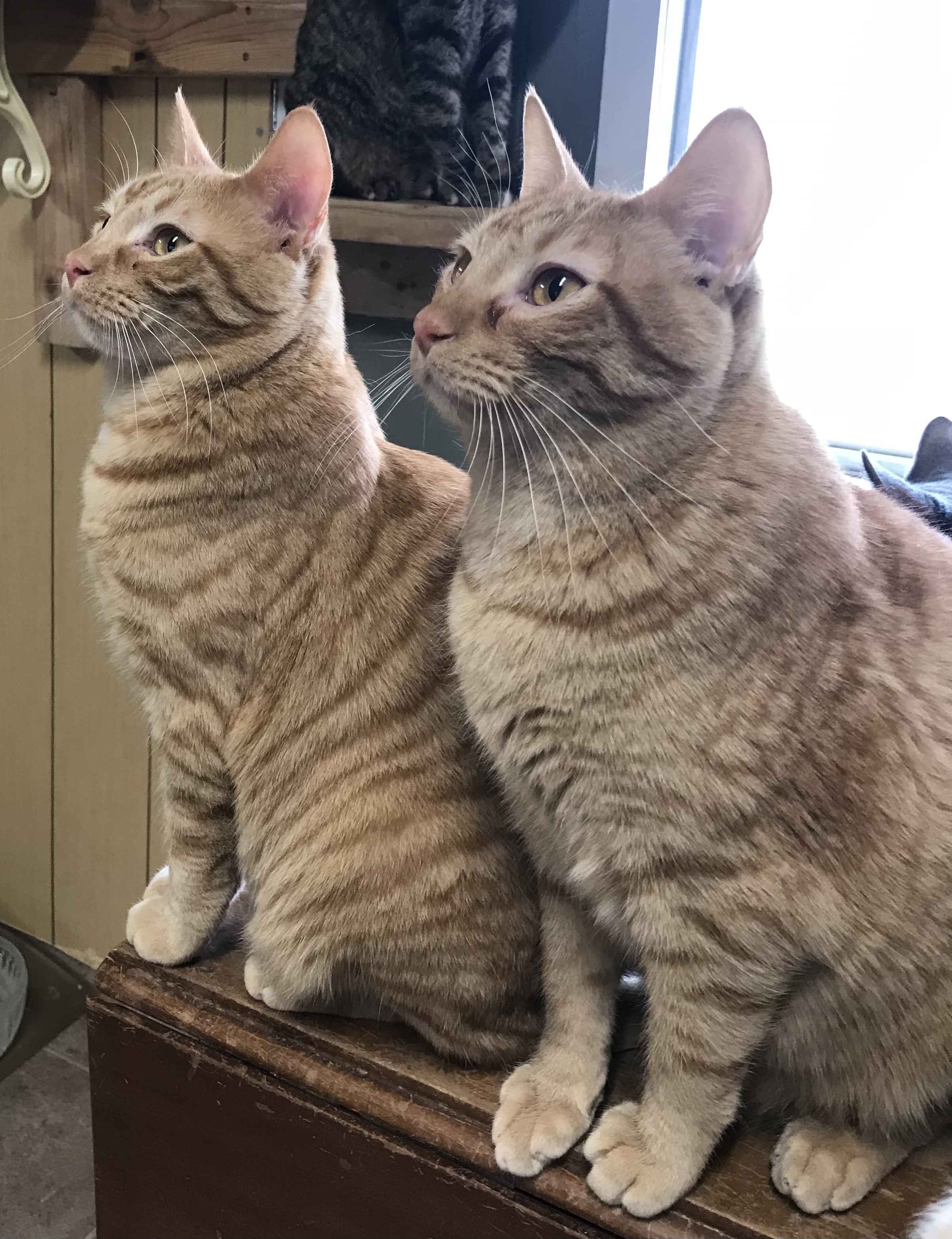 Enlarge Prince Phillip Bonded Pair, a Adoptable American Shorthair in Yellville, AR image 1/4