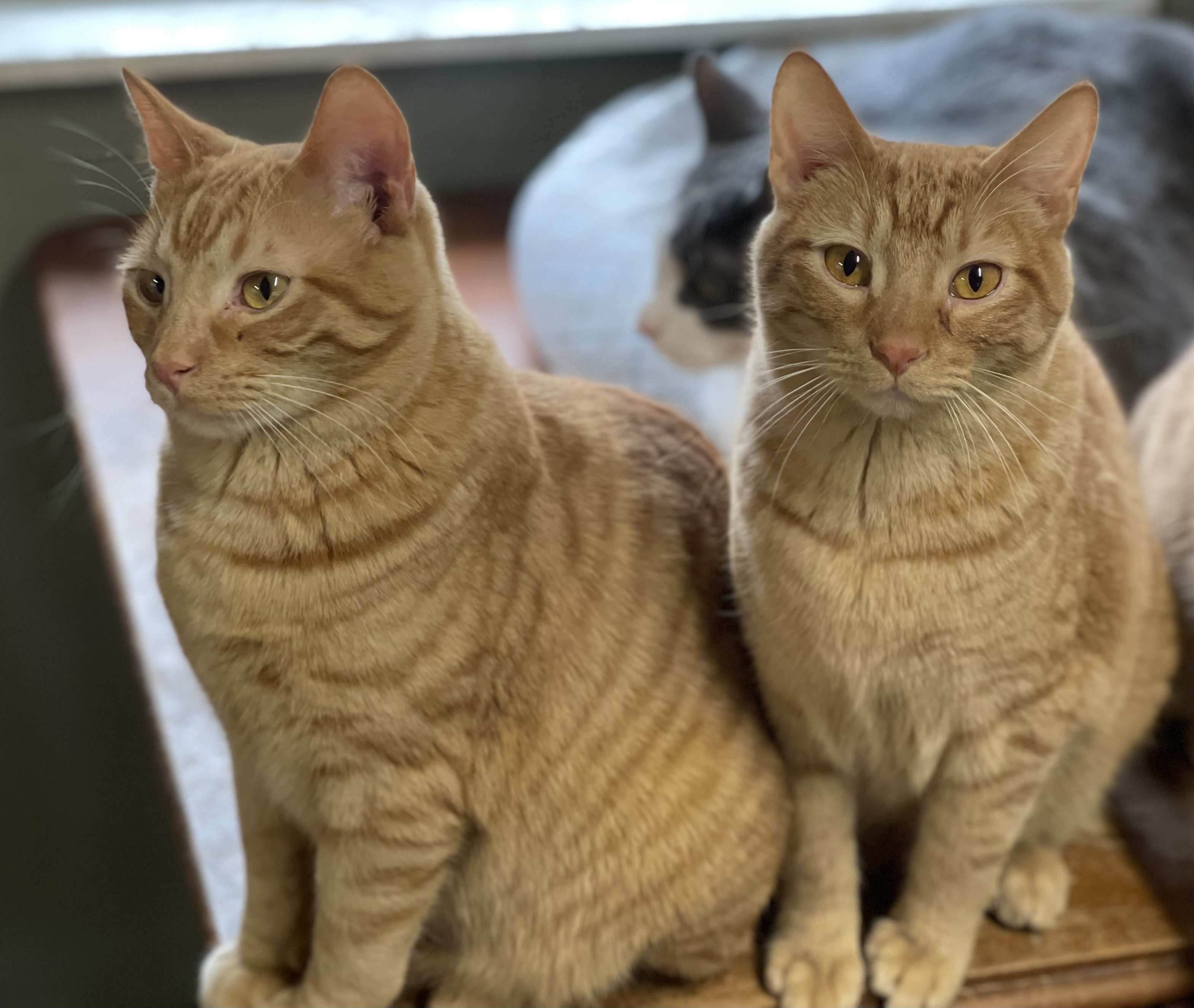 Enlarge Prince Phillip Bonded Pair, a Adoptable American Shorthair in Yellville, AR image 2/4