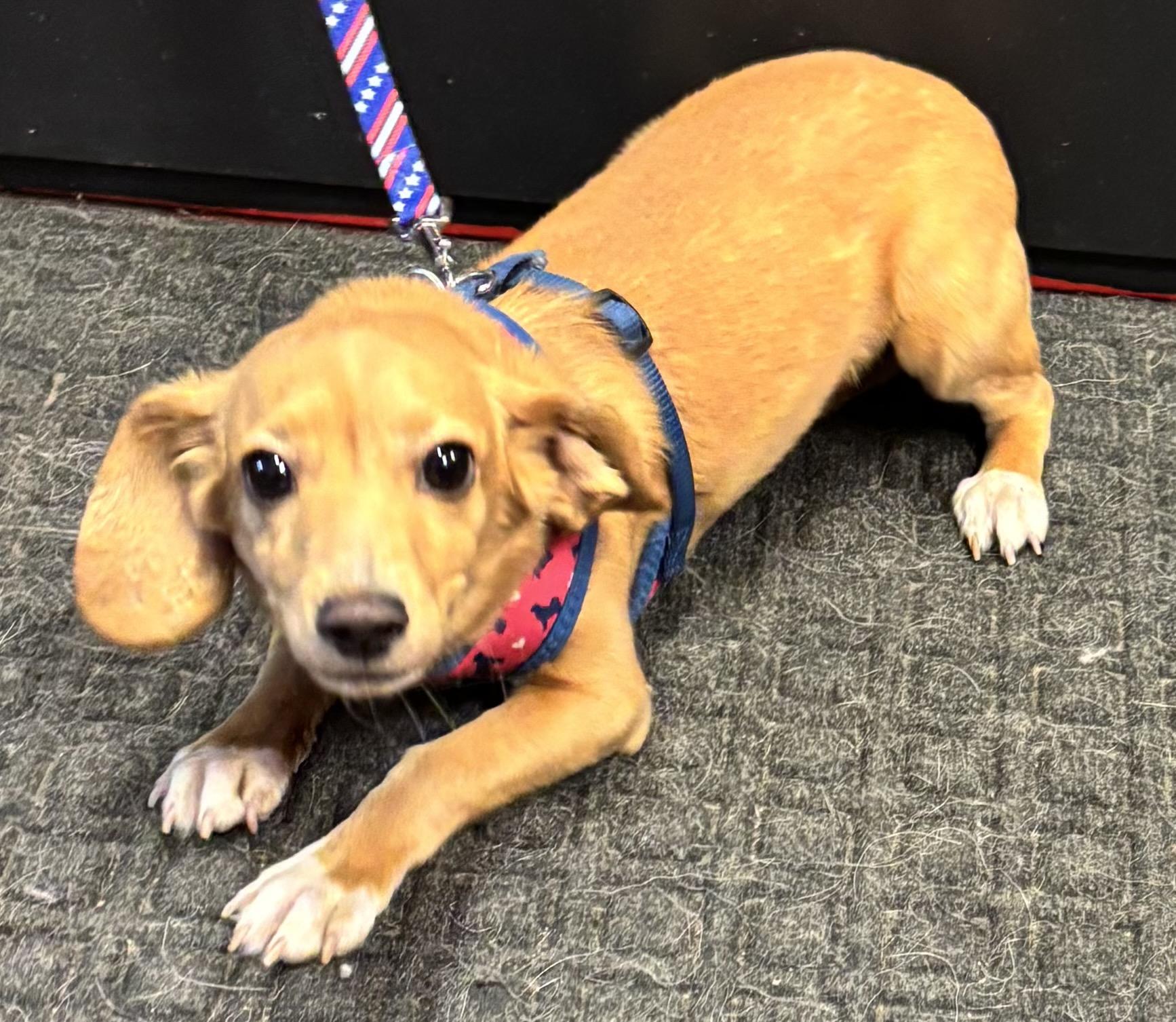 Enlarge Bubbles, an adoptable mixed breed in Lakewood, CO image 3/5