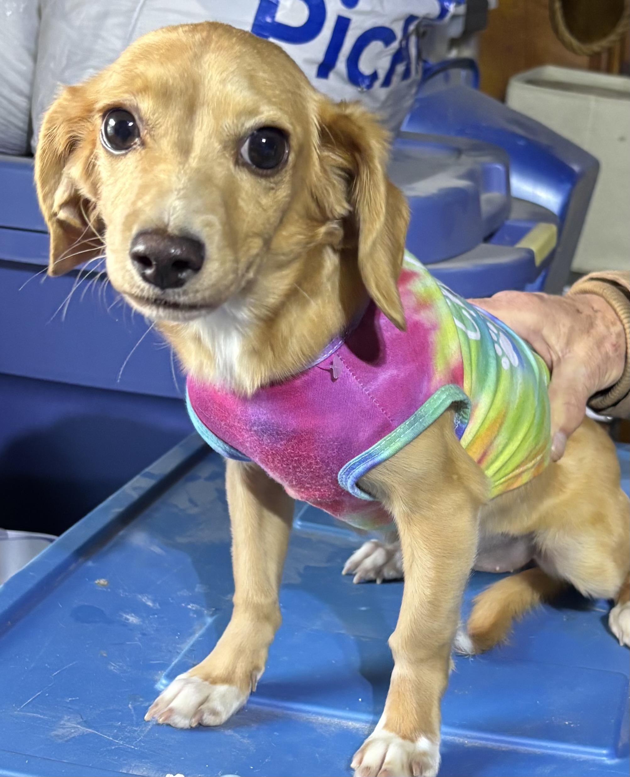 Enlarge Bubbles, an adoptable mixed breed in Lakewood, CO image 1/5
