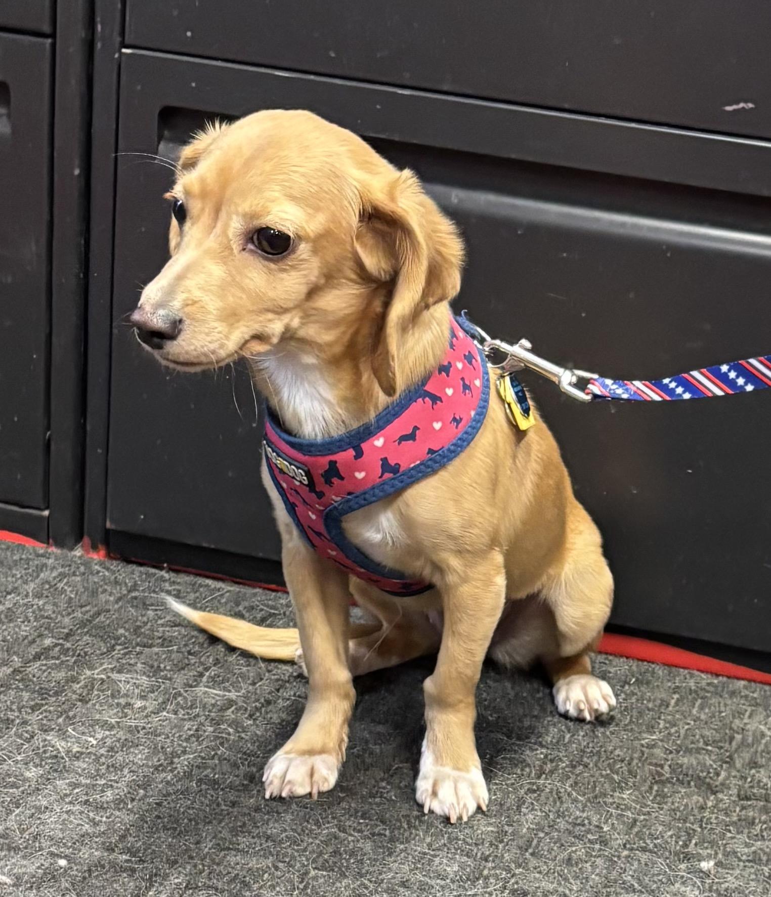Enlarge Bubbles, an adoptable mixed breed in Lakewood, CO image 5/5
