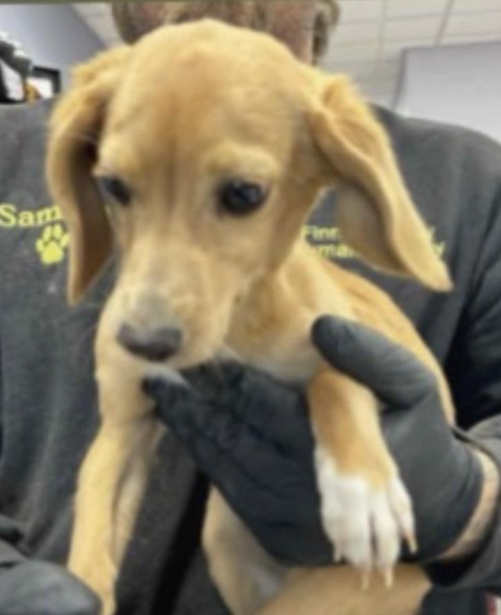 Enlarge Bubbles, an adoptable mixed breed in Lakewood, CO image 2/5