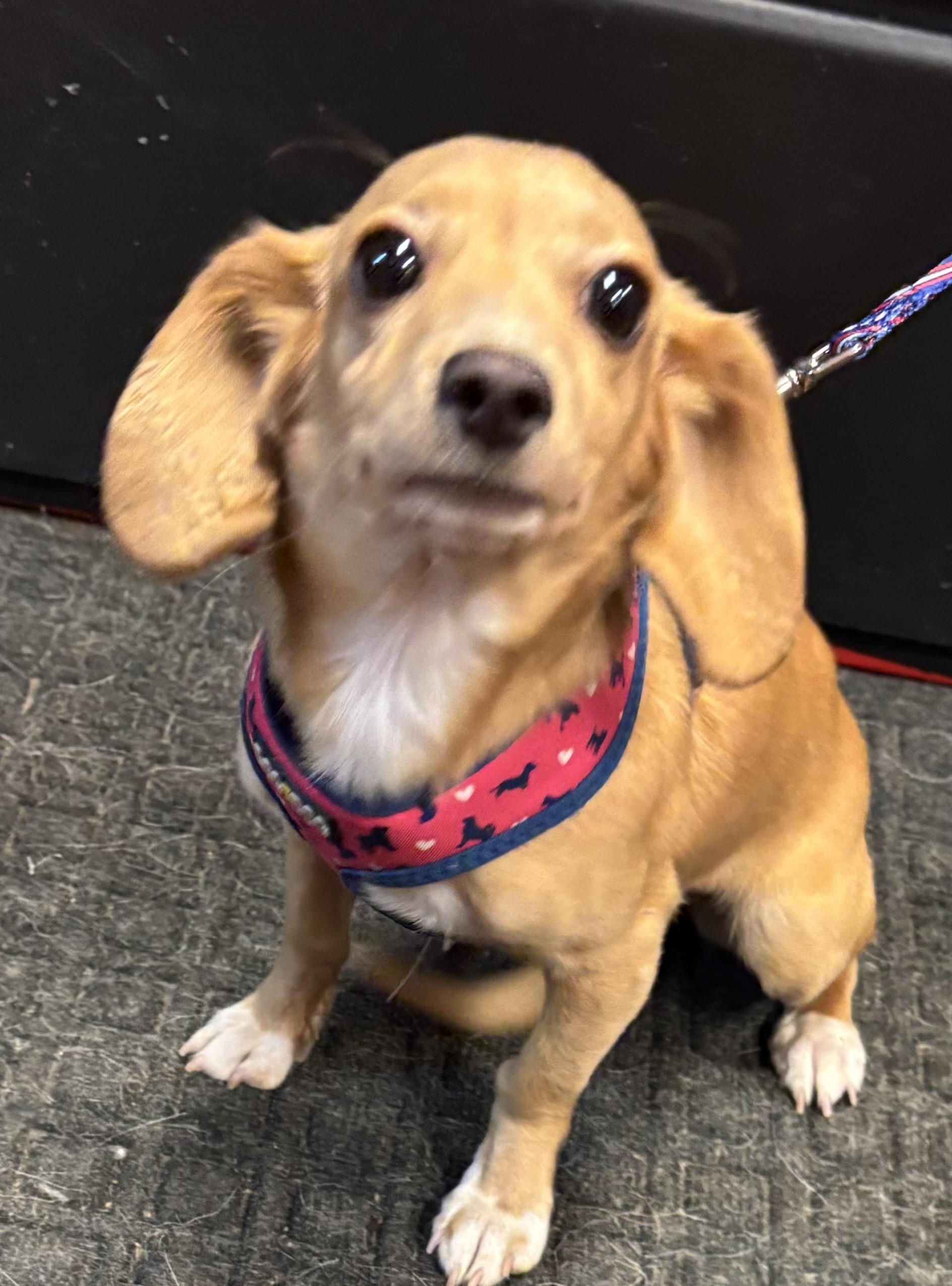 Enlarge Bubbles, an adoptable mixed breed in Lakewood, CO image 4/5