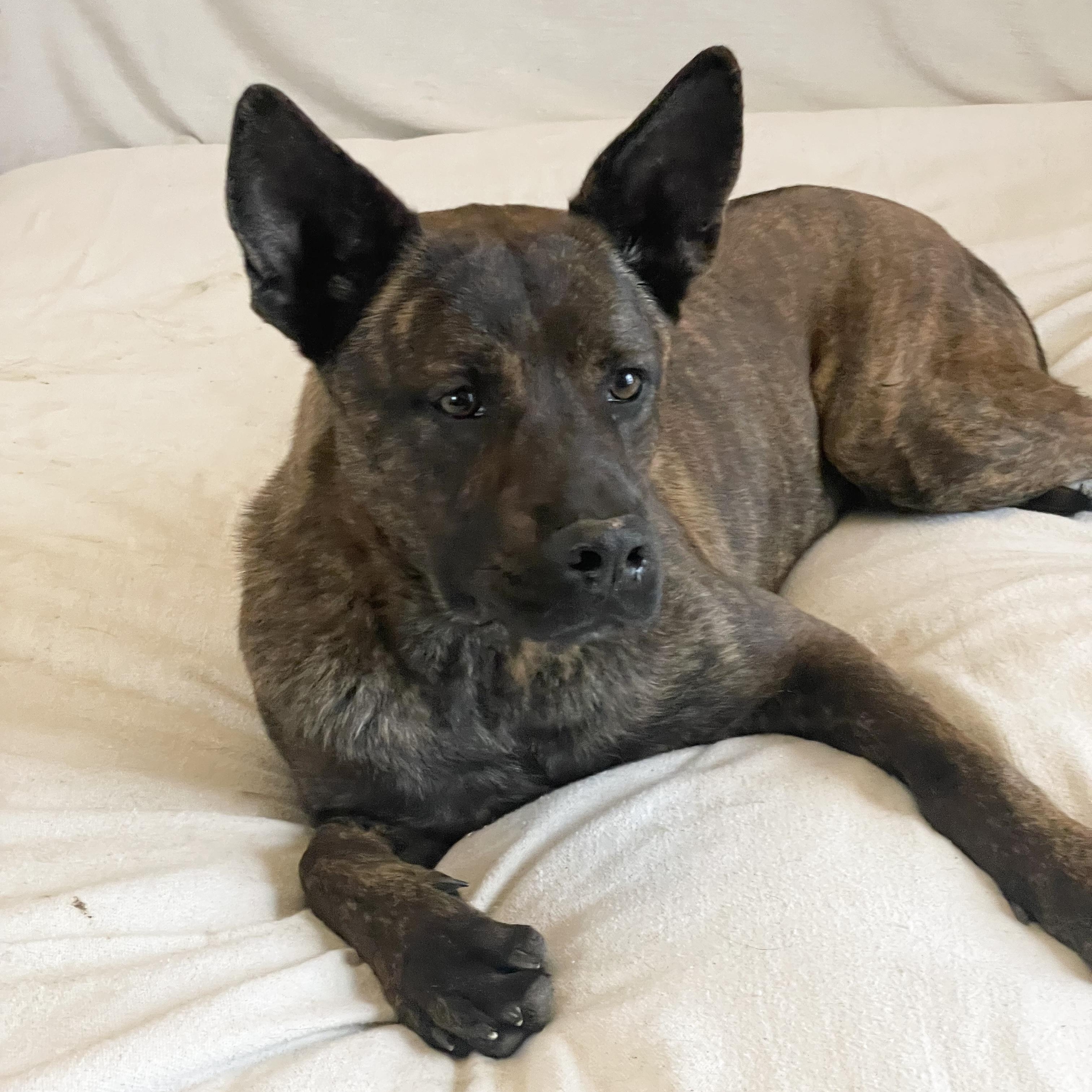 Amazing Little Man, a ADOPTABLE mixed breed in West Hartford , CT image 3/5