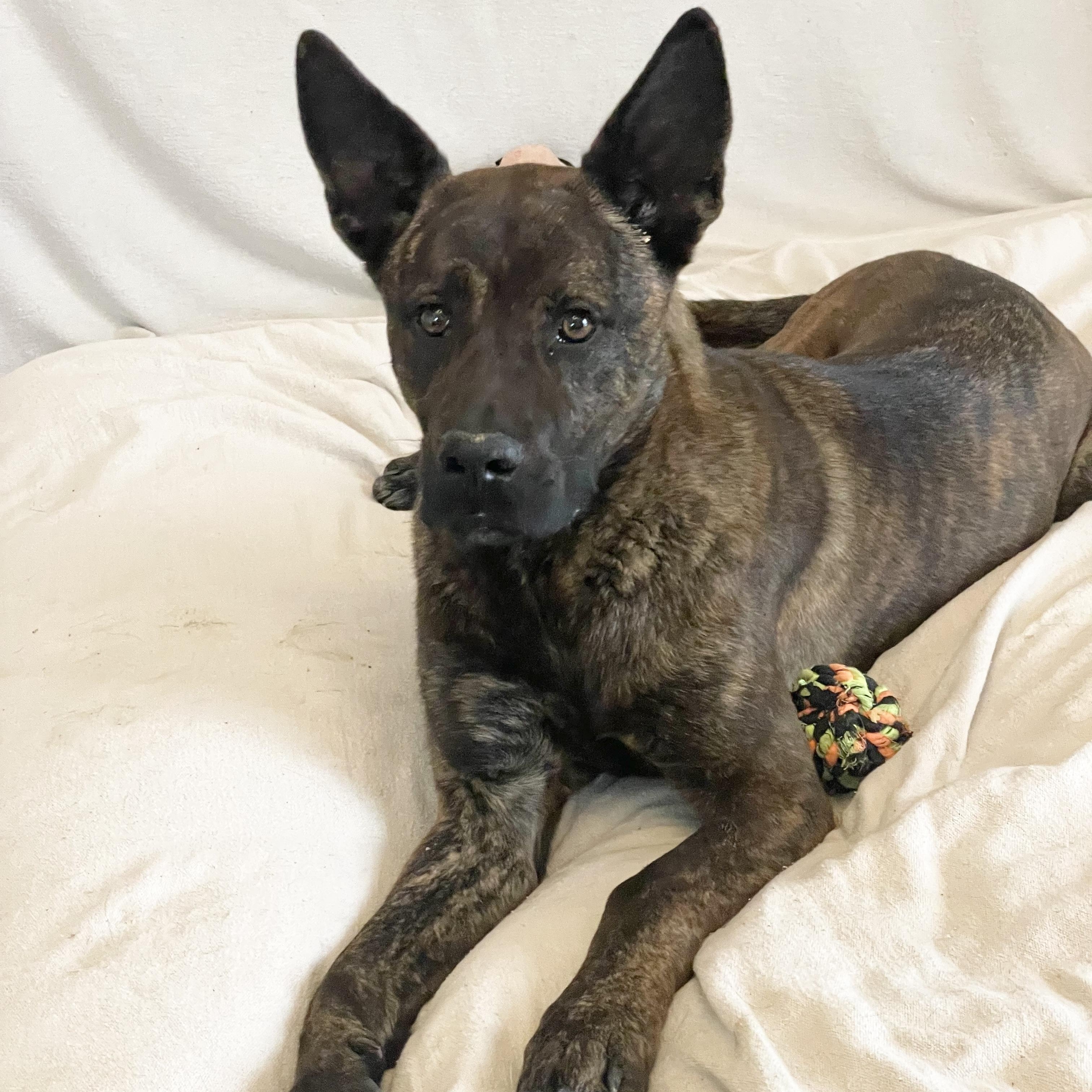 Amazing Little Man, a ADOPTABLE mixed breed in West Hartford , CT image 2/5