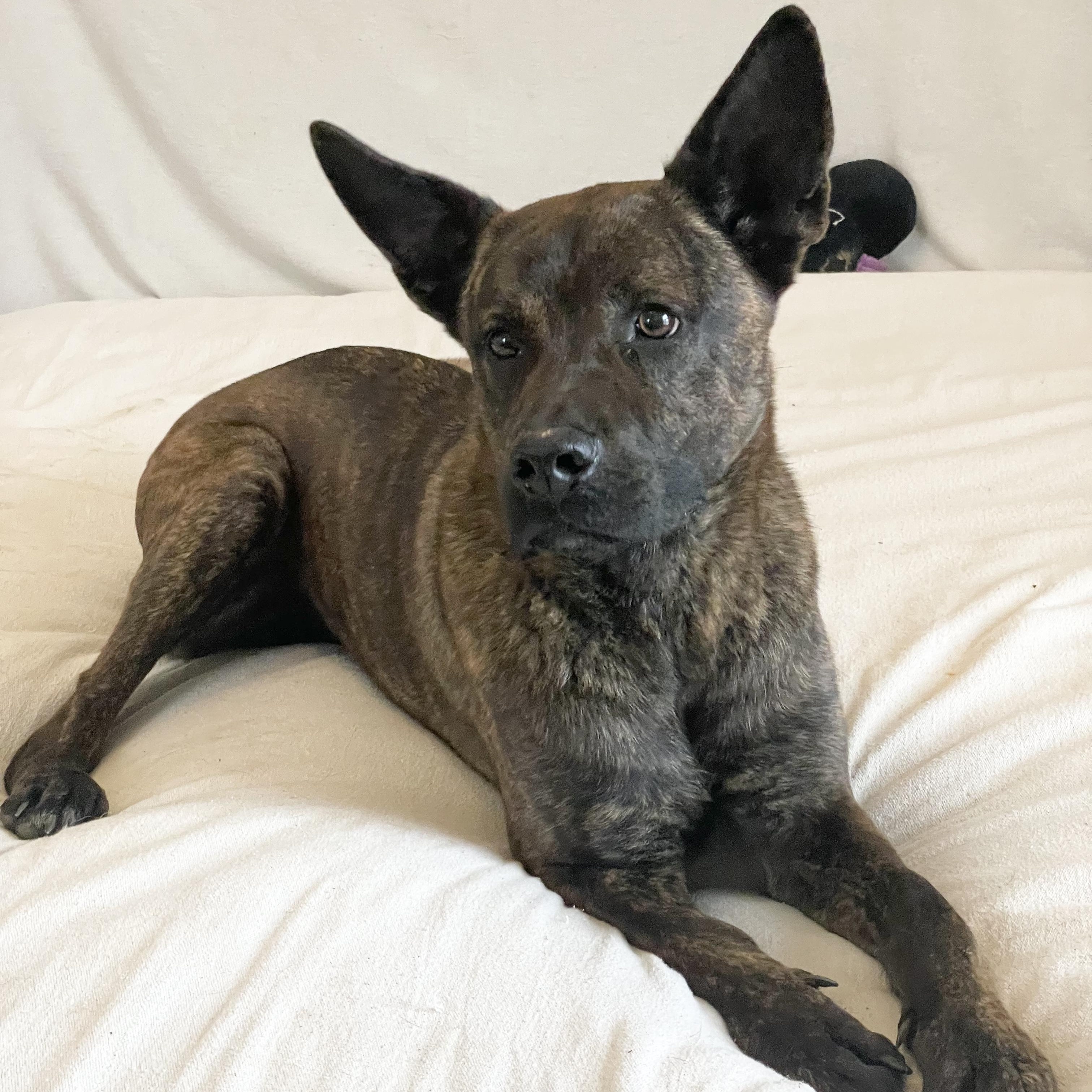 Amazing Little Man, a ADOPTABLE mixed breed in West Hartford , CT image 4/5