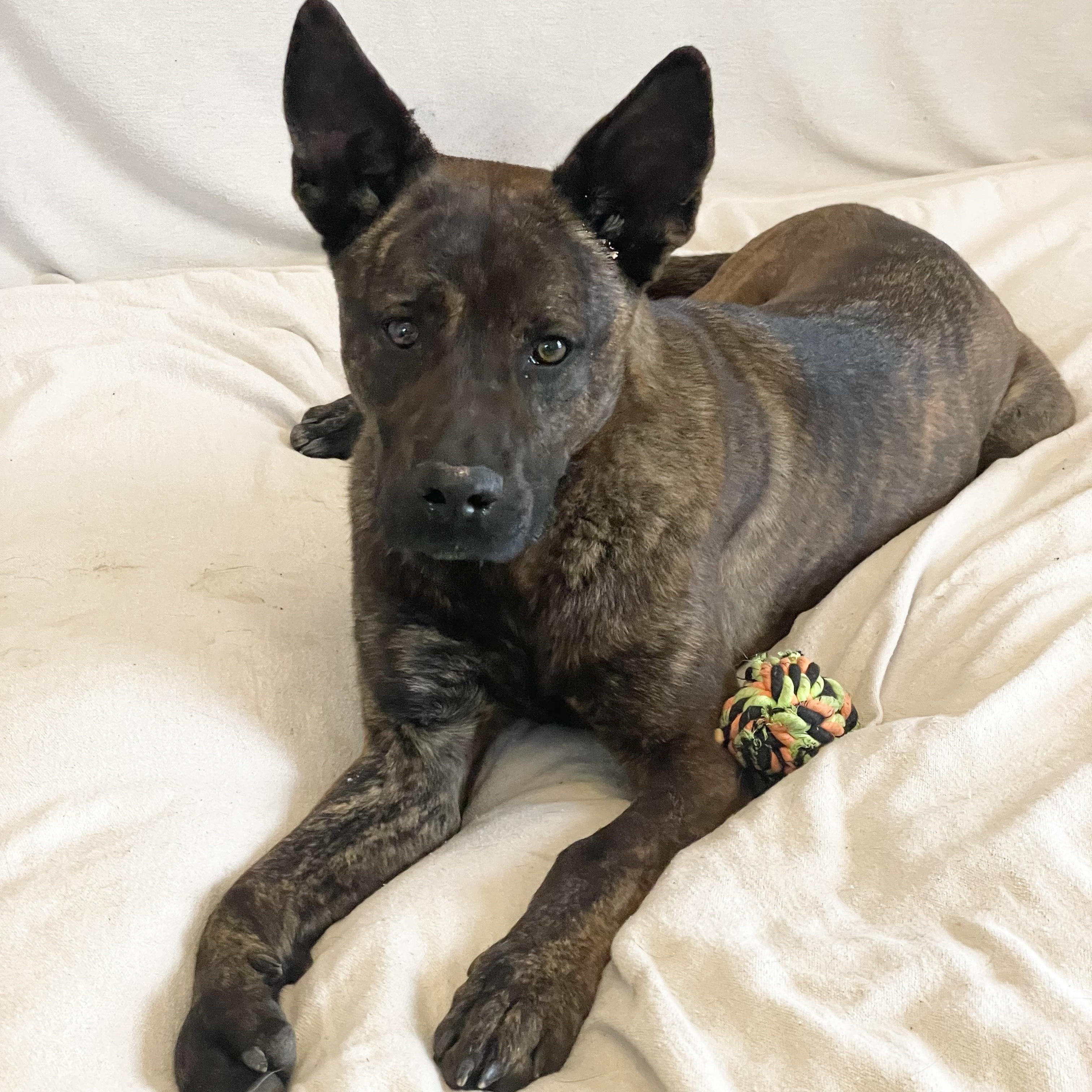 Amazing Little Man, a ADOPTABLE mixed breed in West Hartford , CT image 1/5