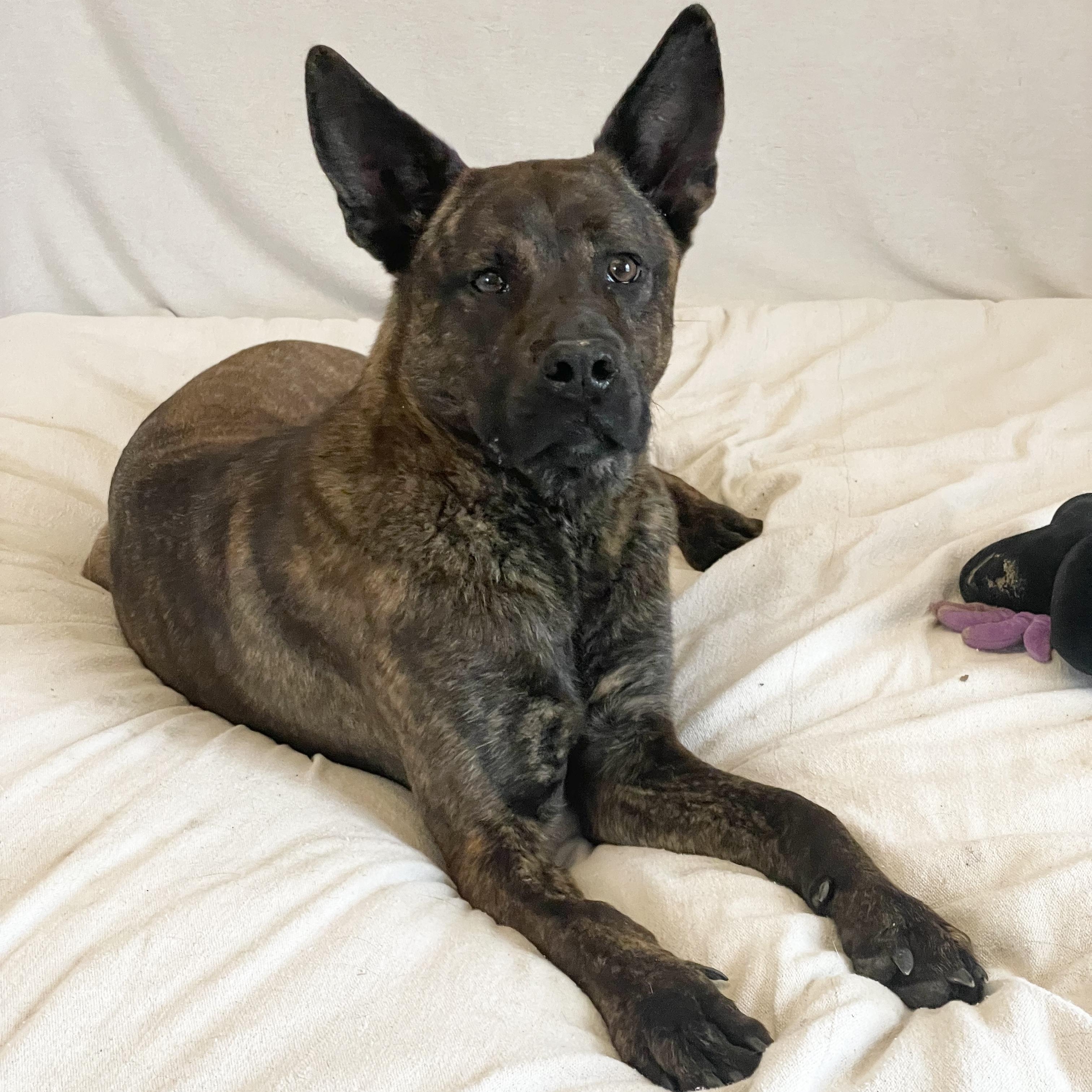 Amazing Little Man, a ADOPTABLE mixed breed in West Hartford , CT image 5/5