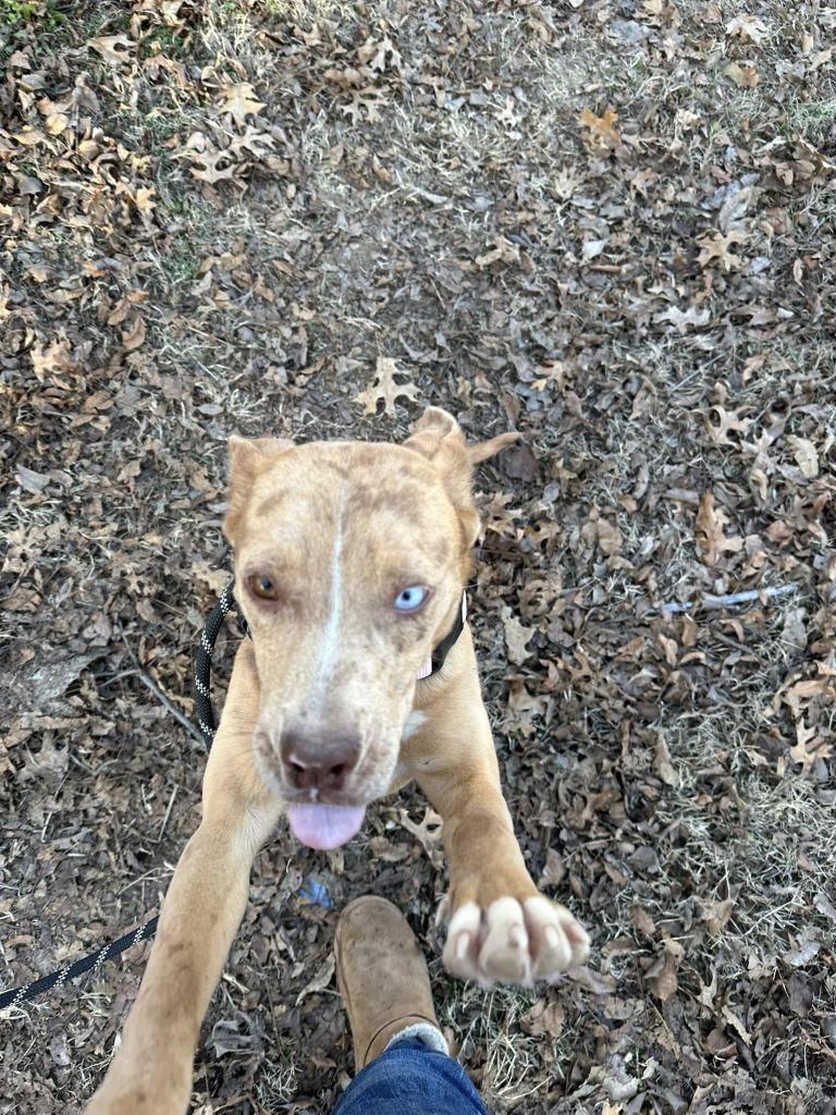 Rosie, a Adoptable mixed breed in Mustang, OK image 3/5