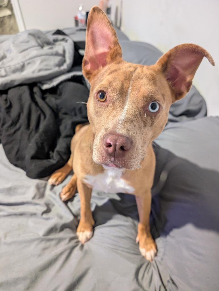 Enlarge Rosie, a Adoptable mixed breed in Mustang, OK image 2/4