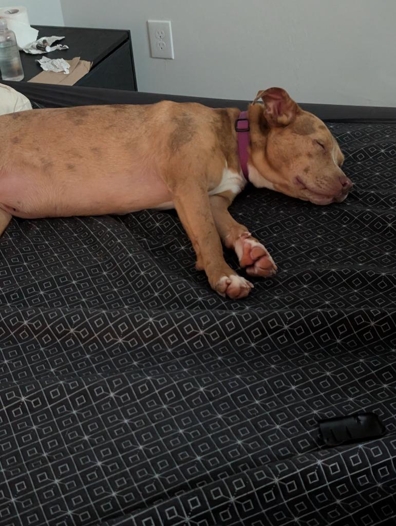 Enlarge Rosie, a Adoptable mixed breed in Mustang, OK image 3/4