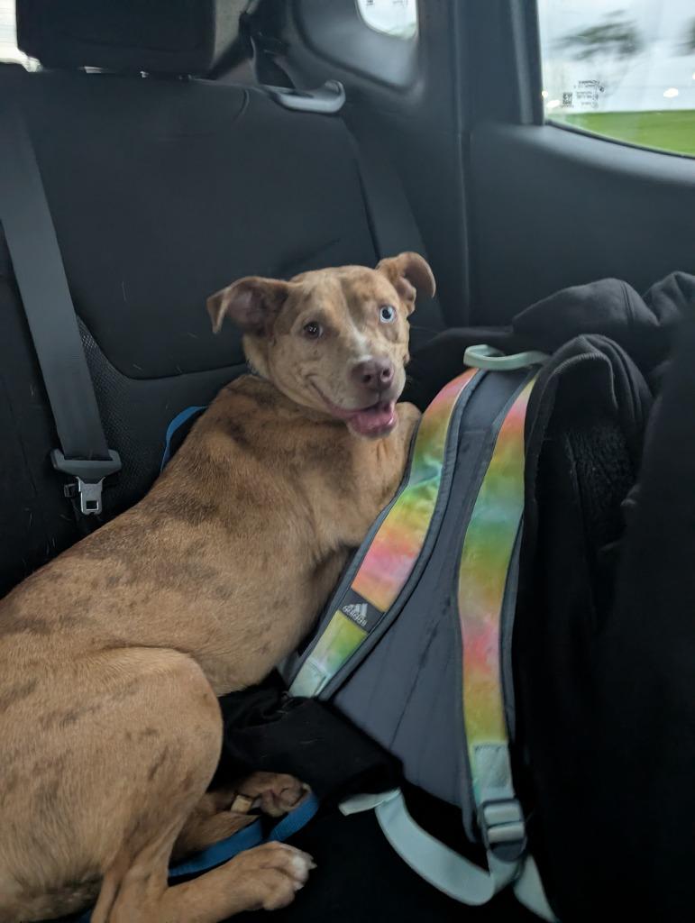 Rosie, a Adoptable mixed breed in Mustang, OK image 4/5