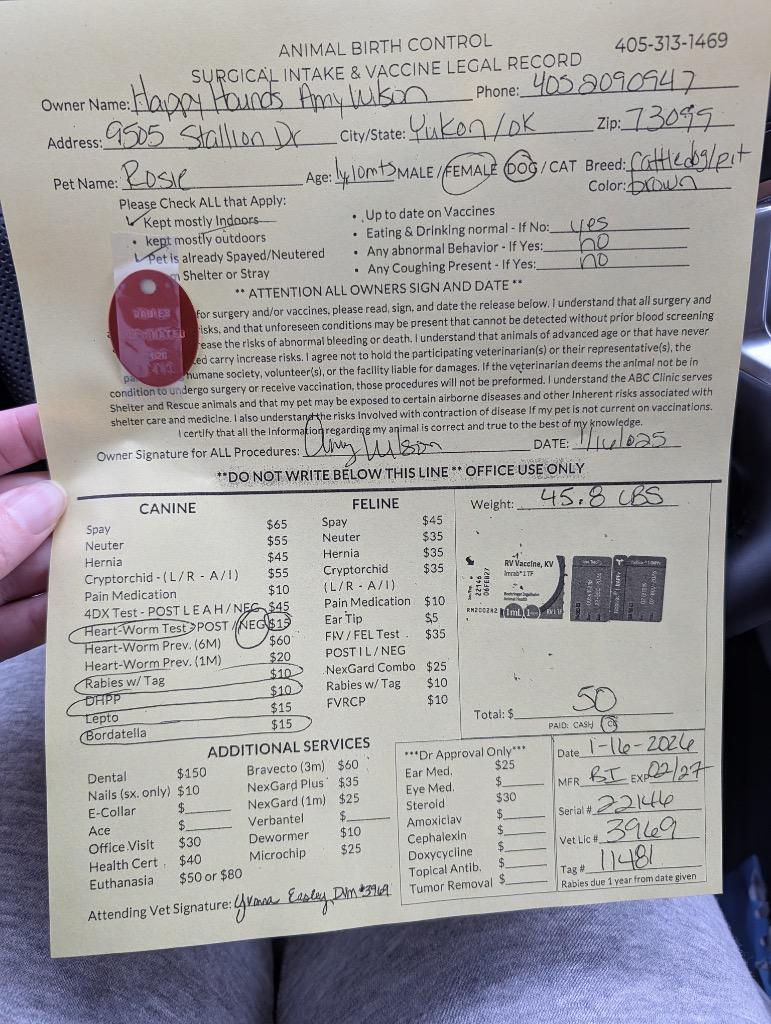 Rosie, a Adoptable mixed breed in Mustang, OK image 5/5