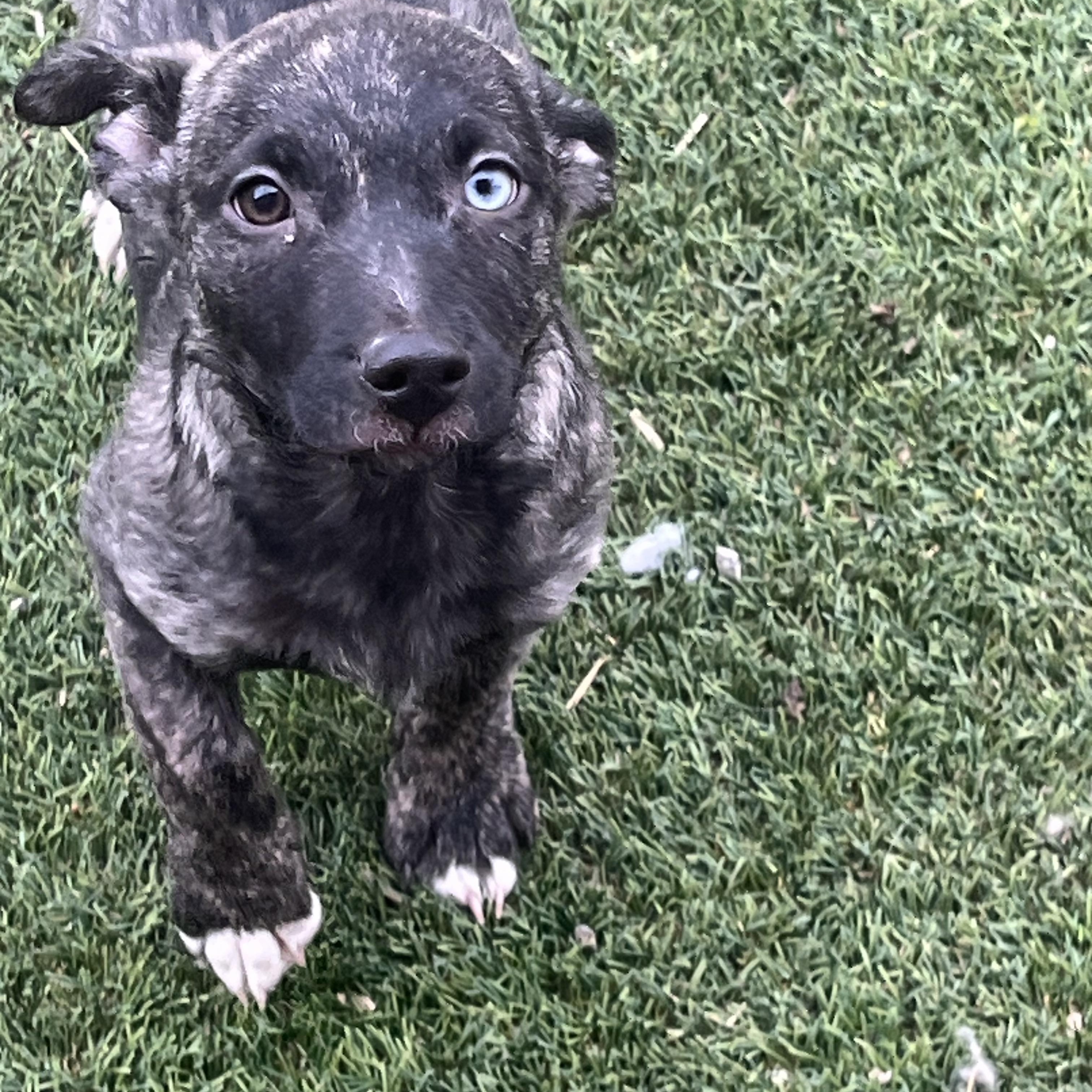 Jill, Adoptable, Puppy Female Australian Shepherd.