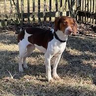 Kota — thumbnail 2