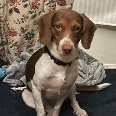 Kota — thumbnail 3