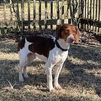 Kota — thumbnail 4