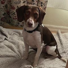 Kota — thumbnail 5