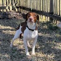 Kota — thumbnail 6