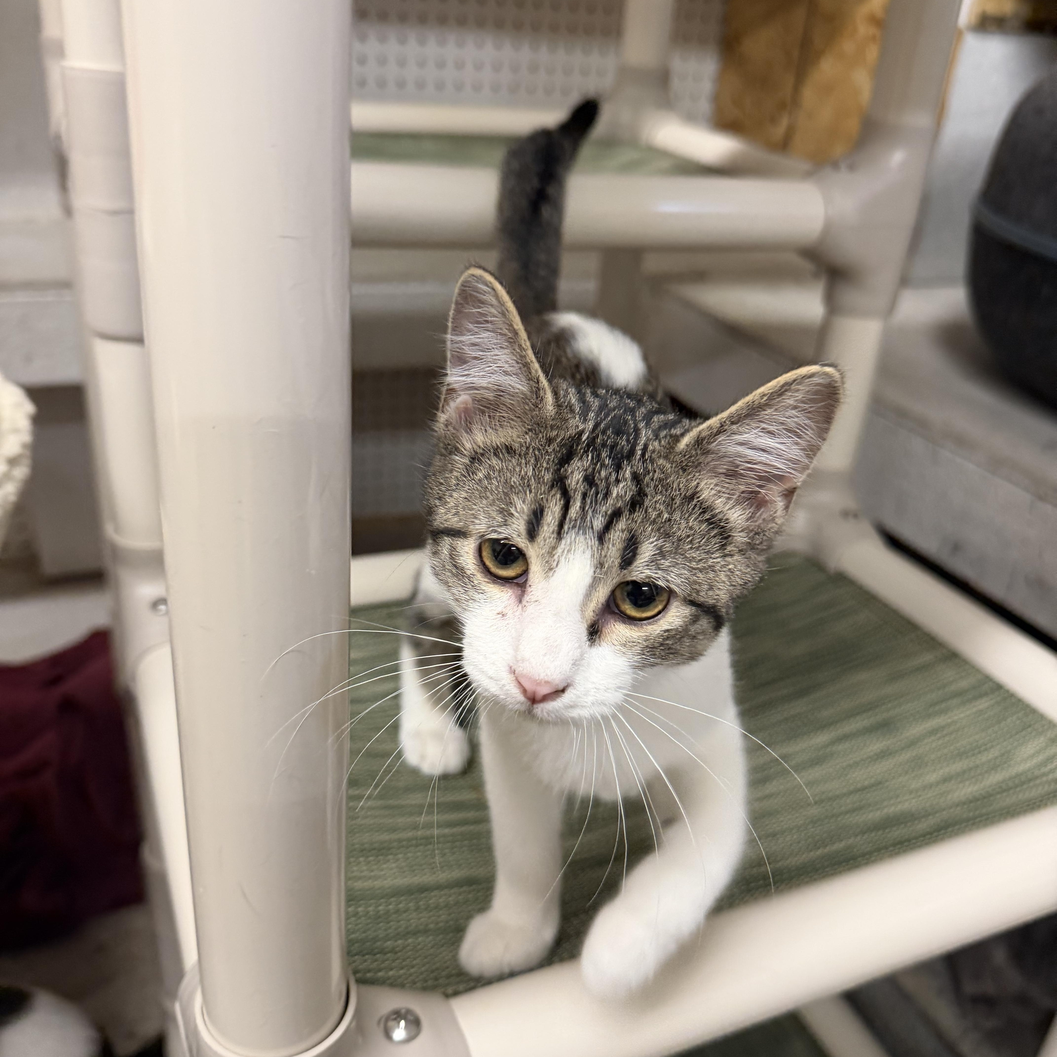 Odie, Adoptable, Kitten Male Domestic Short Hair.
