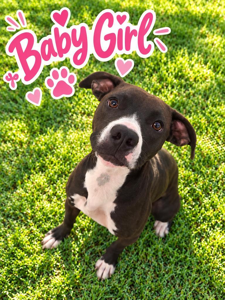 Baby Girl2, Adoptable, Young Female Labrador Retriever & Terrier.