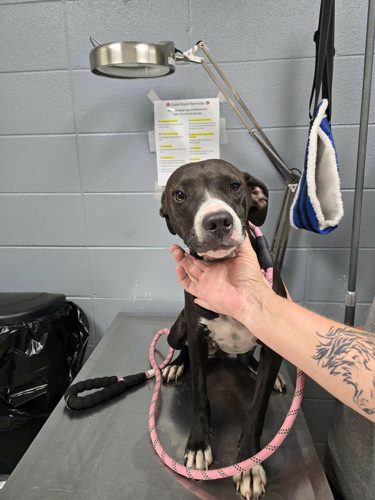 Enlarge Baby Girl2, a Adoptable mixed breed in Livingston, LA image 2/2