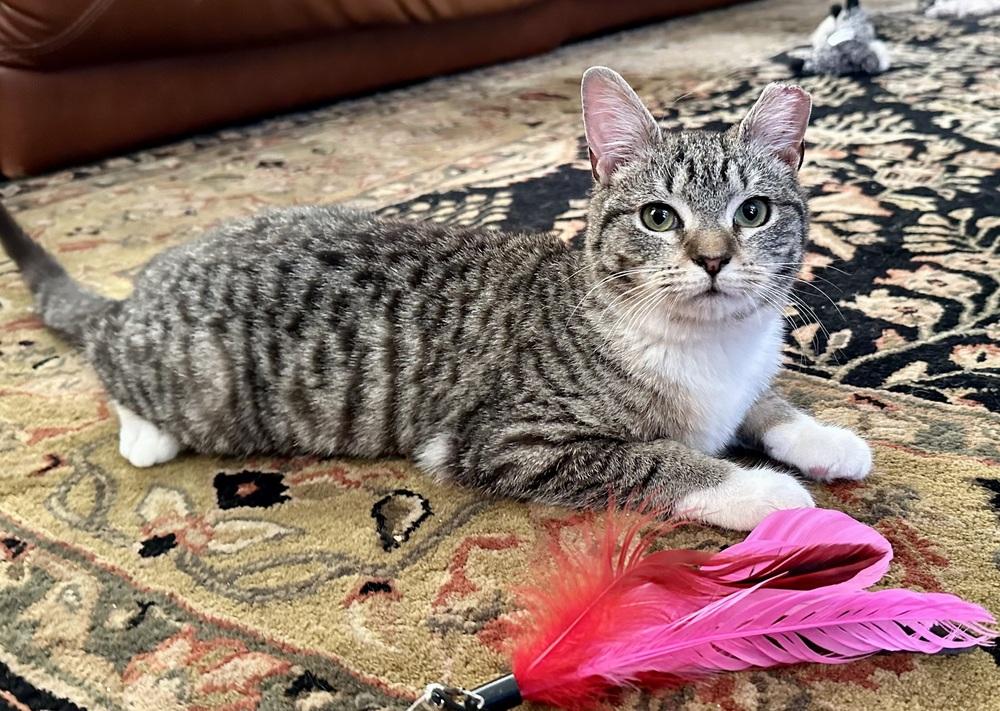 Enlarge Eggo, a Adoptable Domestic Short Hair in North Brunswick, NJ image 2/2