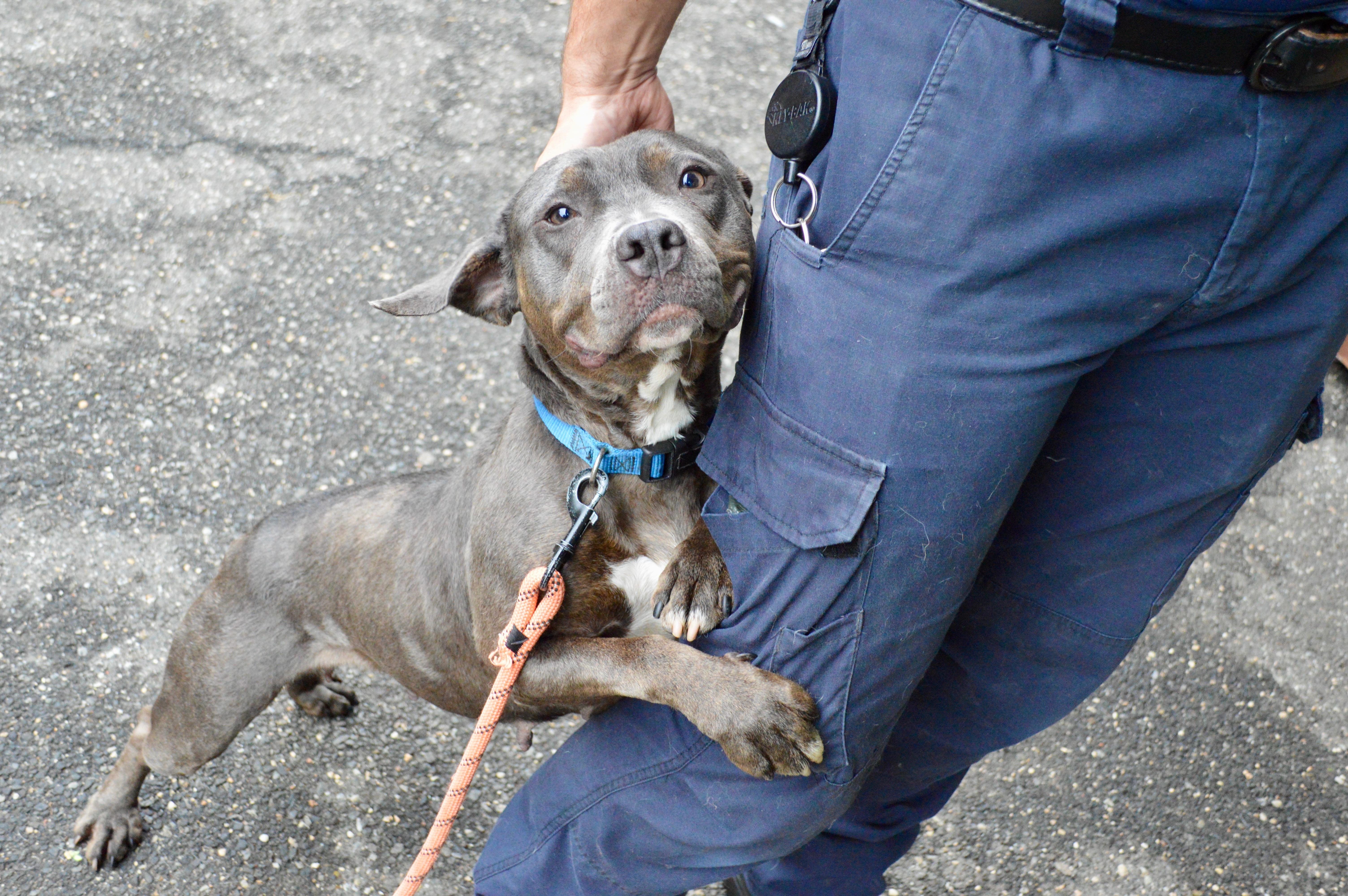Bessie, Adoptable, Adult Female Pit Bull Terrier.