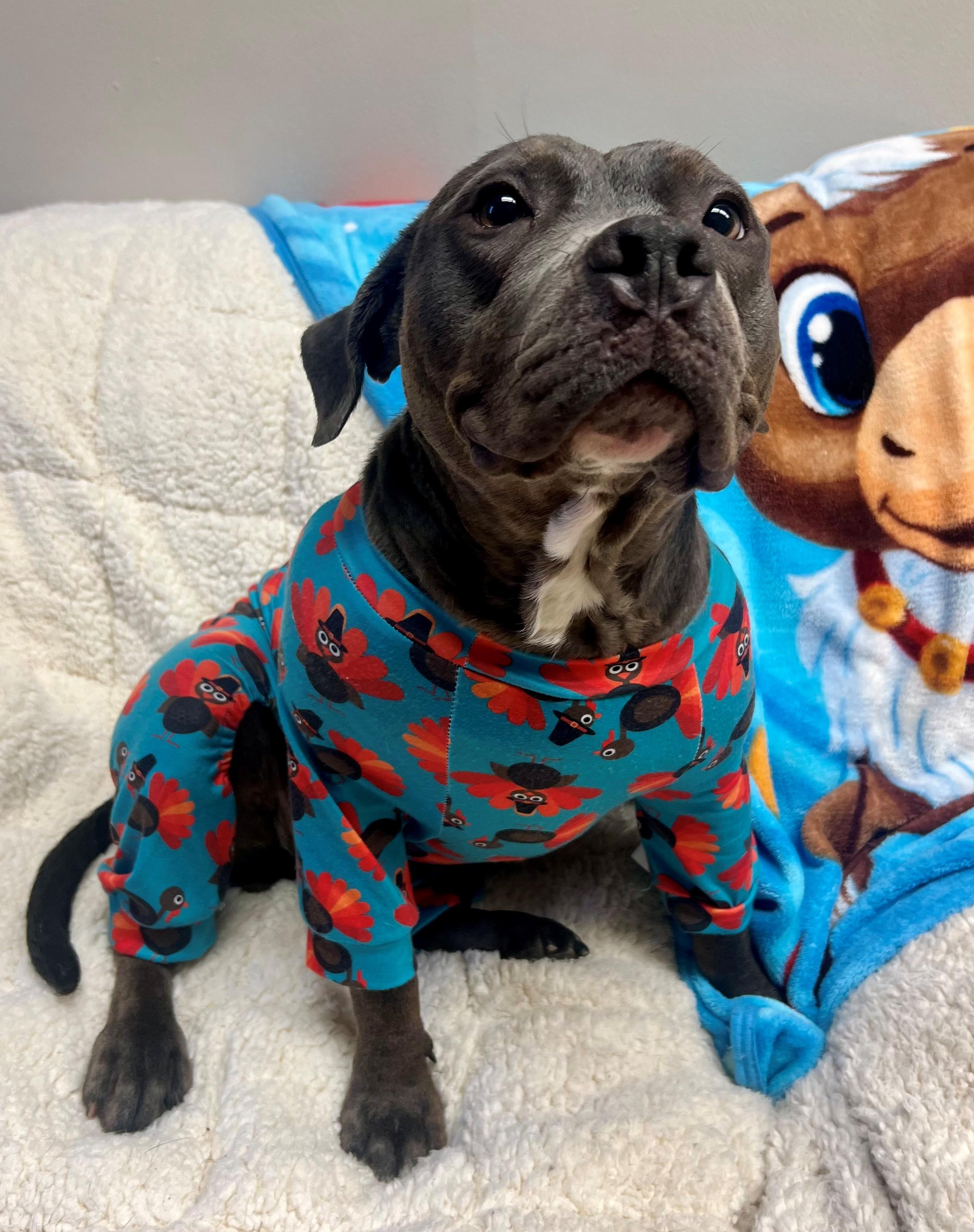 Enlarge Bessie, a Adoptable Pit Bull Terrier in Port Washington, NY image 2/5