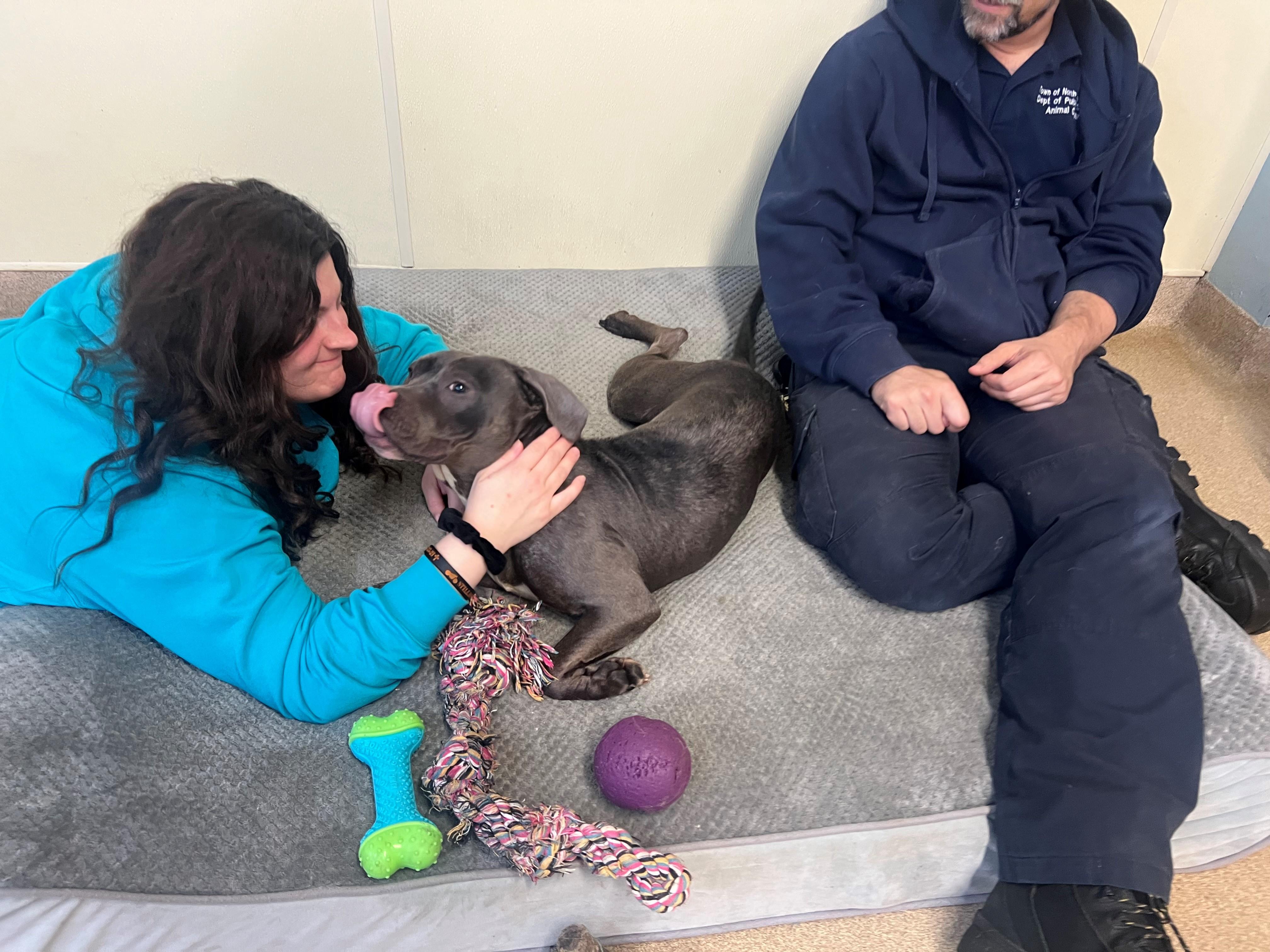 Bessie, Adoptable, Adult Female Pit Bull Terrier.