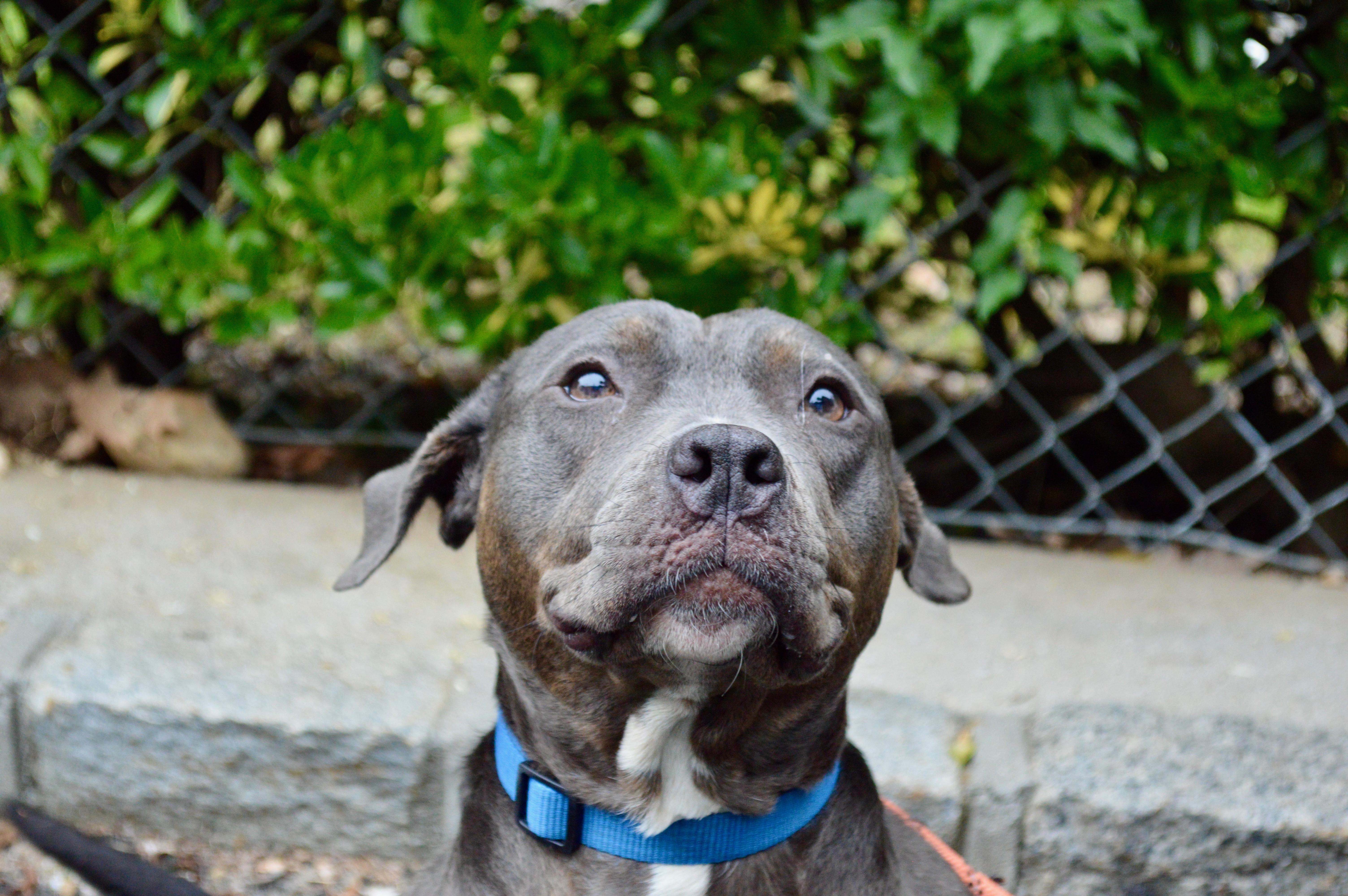 Enlarge Bessie, a Adoptable Pit Bull Terrier in Port Washington, NY image 2/4